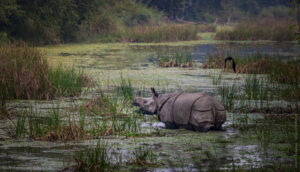 Nepal wildlife and cultural tour