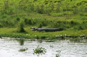 Kathmandu chitwan & Pokhara tour